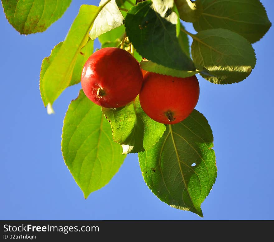 Branch with red apples with blue sky