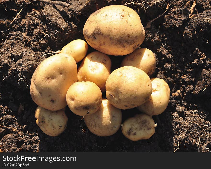 Freshly potatoes lying on the damp ground