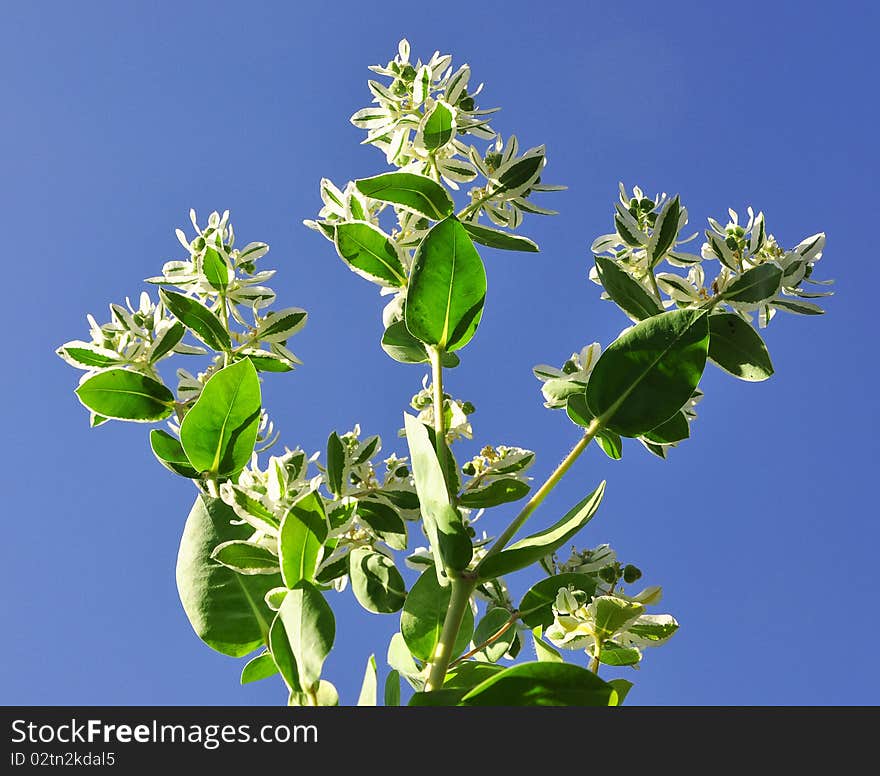 Spring flower on background of blue sky