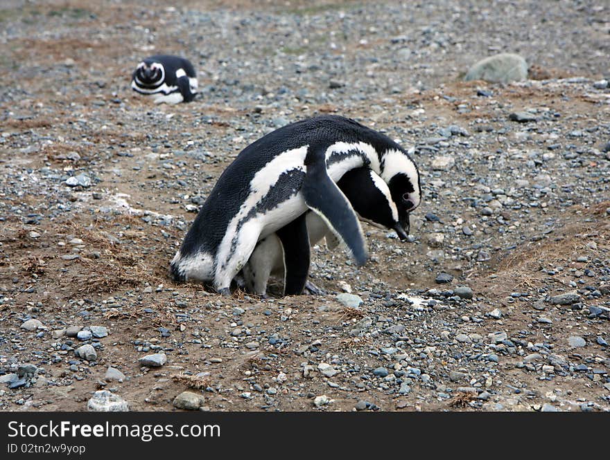 Magellan penguins pair on an island in Chile. Magellan penguins pair on an island in Chile