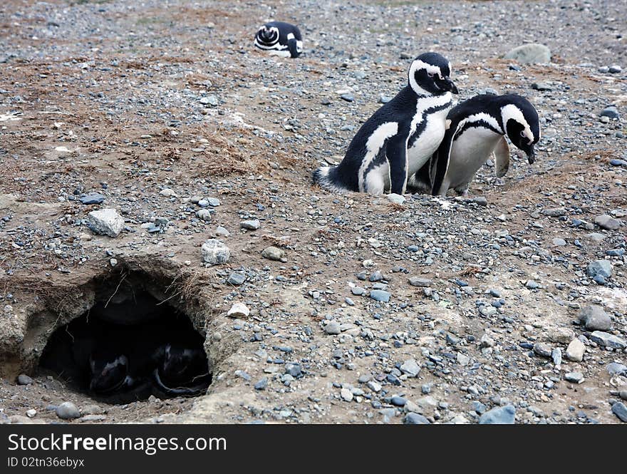 Magellan penguins pair on an island in Chile. Magellan penguins pair on an island in Chile