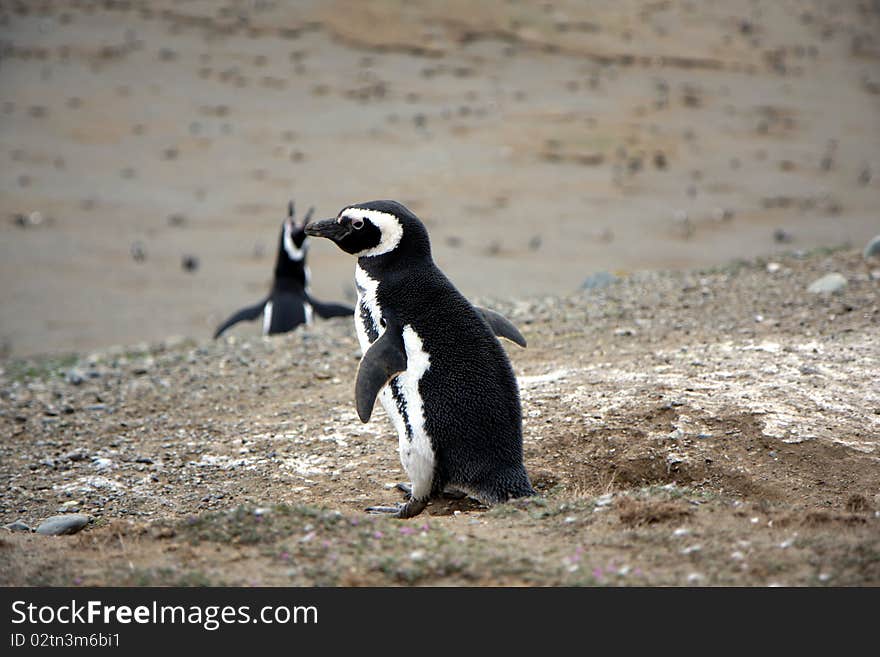 Magellan penguins pair on an island in Chile. Magellan penguins pair on an island in Chile