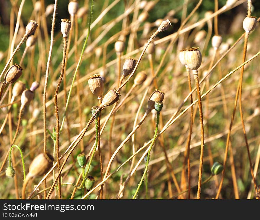 Cultivated poppy field