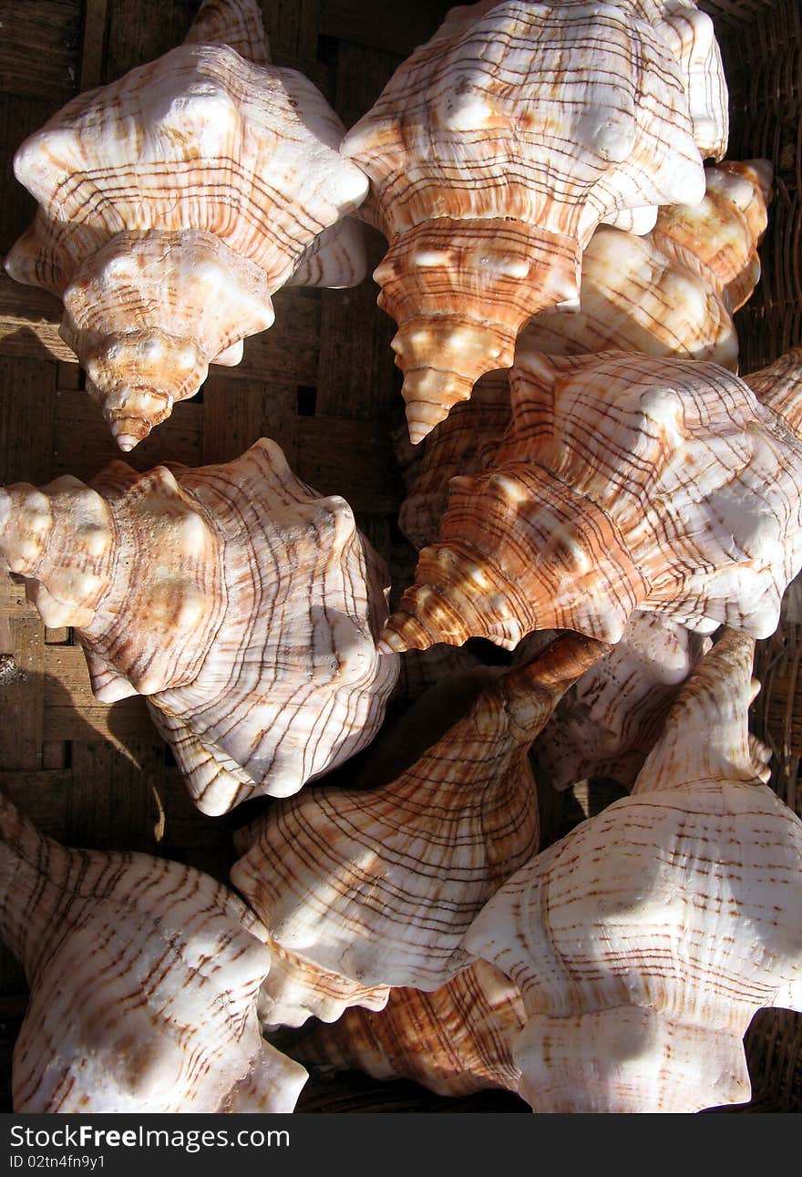 Orange and white seashells at the beach. Orange and white seashells at the beach