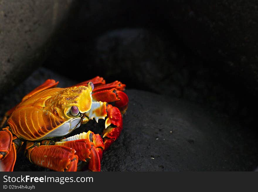 A multicolor crab in a dark background