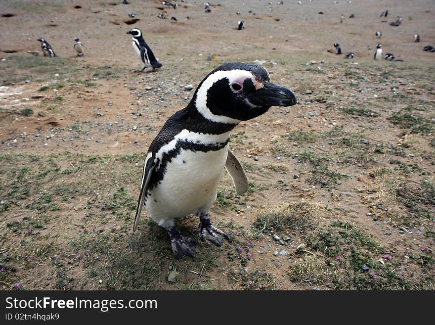 Magellan penguins pair on an island in Chile. Magellan penguins pair on an island in Chile