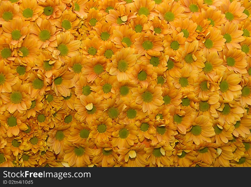 Pattern of colured fresh flowers ordered evenly. Pattern of colured fresh flowers ordered evenly