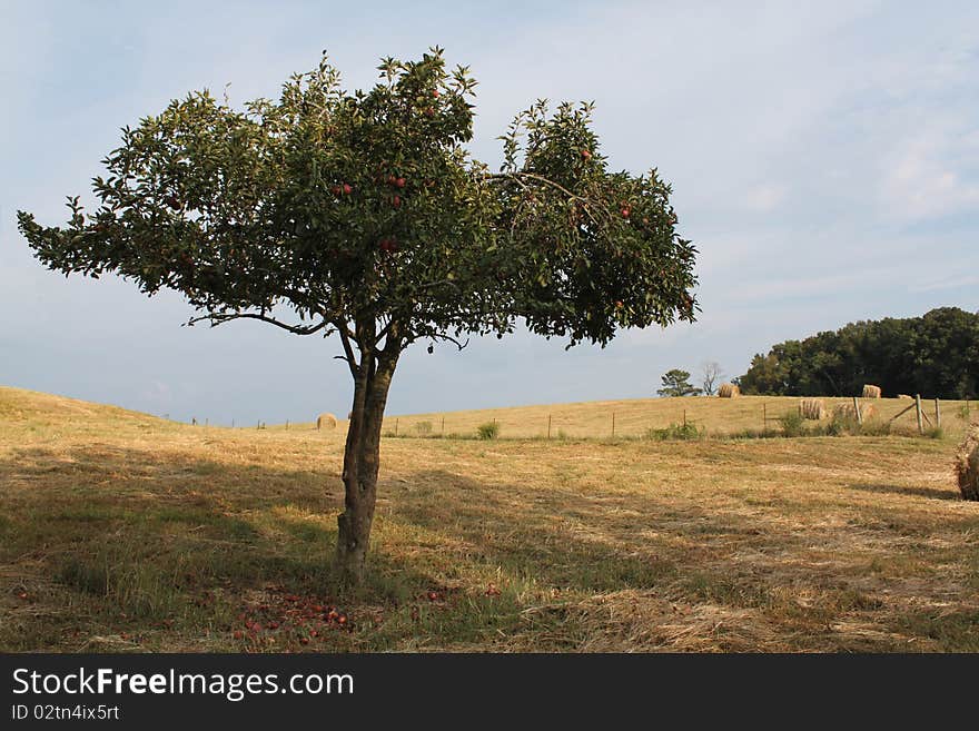 Crab apple tress has rotting fruit beneath it.  It stands in the middle of a hayfield with bales laying in the sun. Crab apple tress has rotting fruit beneath it.  It stands in the middle of a hayfield with bales laying in the sun.