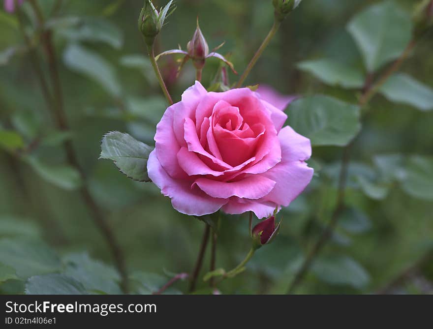 Pink rose in garden on a spring day in Central Park, New York City