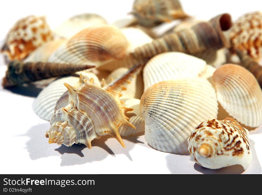 A mixed group of colorful Sea Shells isolated on a white background. A mixed group of colorful Sea Shells isolated on a white background