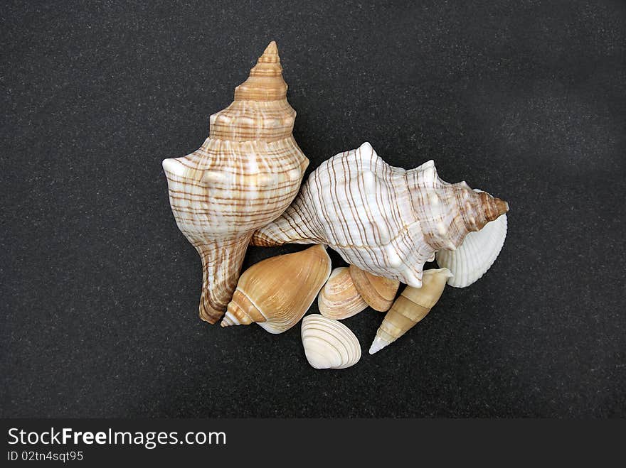 Mixed Sea Shells isolated on a black sand background. Mixed Sea Shells isolated on a black sand background