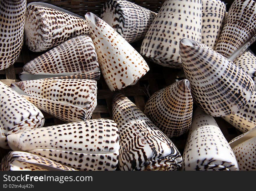 Triangular brown and white sea shells in a group. Triangular brown and white sea shells in a group.