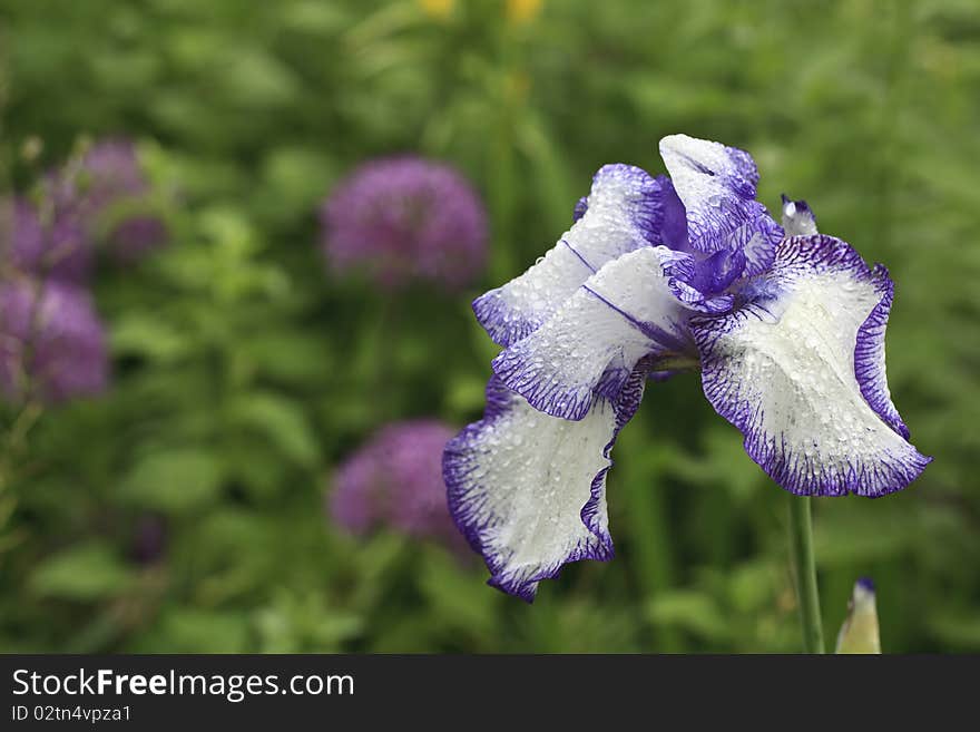 Bearded Iris