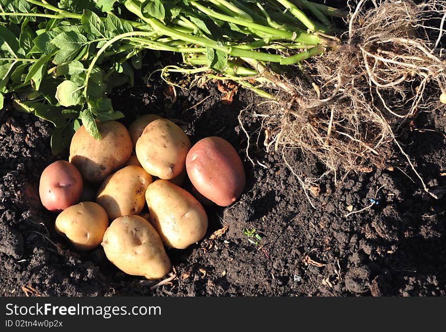 Freshly potatoes lying on the damp ground