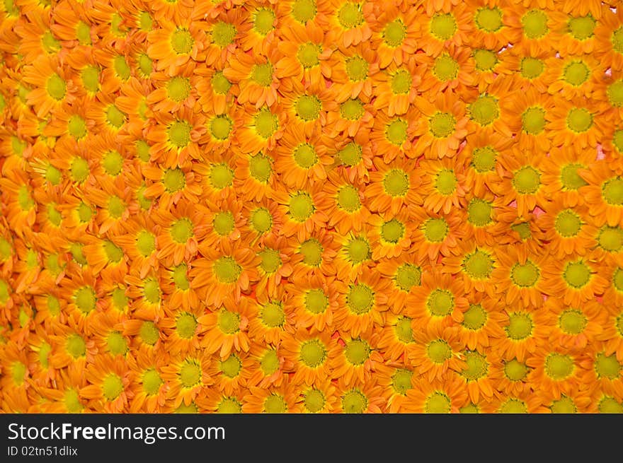 Pattern of colured fresh flowers ordered evenly. Pattern of colured fresh flowers ordered evenly