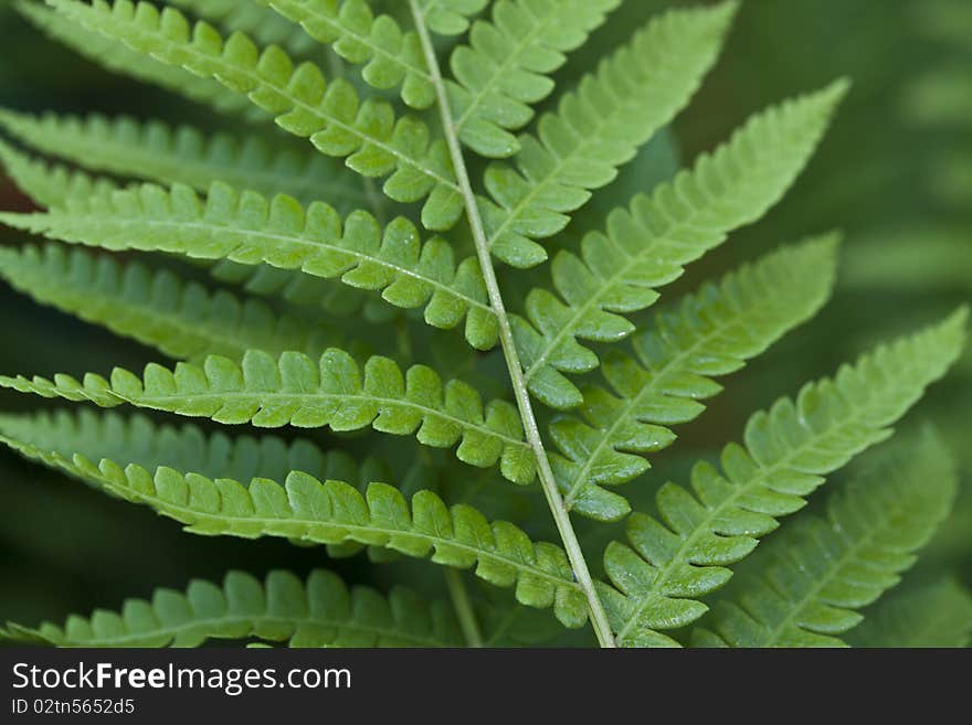 Fern