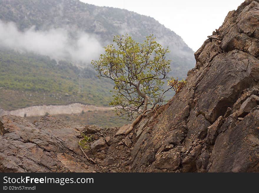 The tree, that grow from stones, on the brink of canyon of river Vorotan, Armenia. The tree, that grow from stones, on the brink of canyon of river Vorotan, Armenia