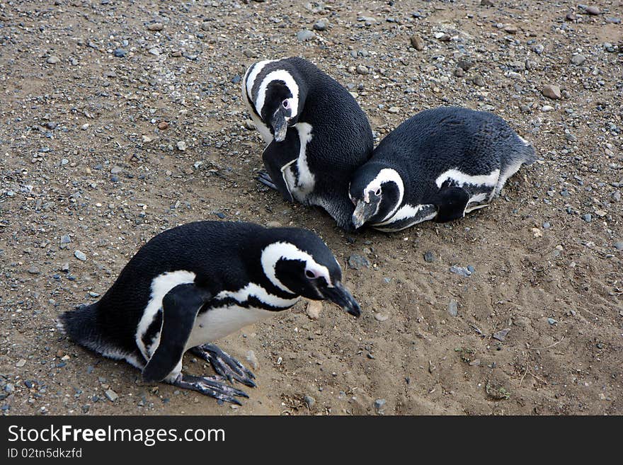 Magellan penguins on an island