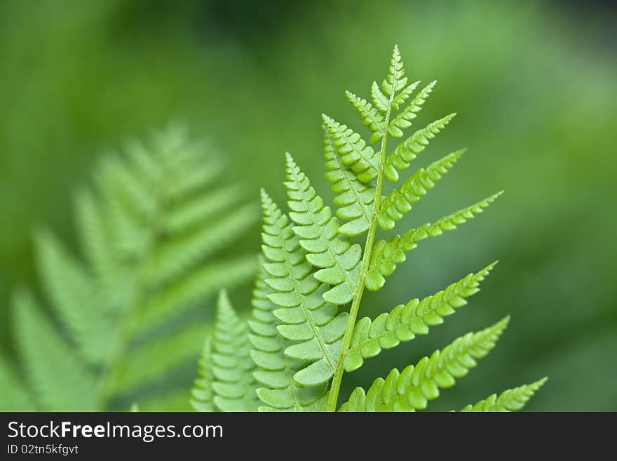 Fern