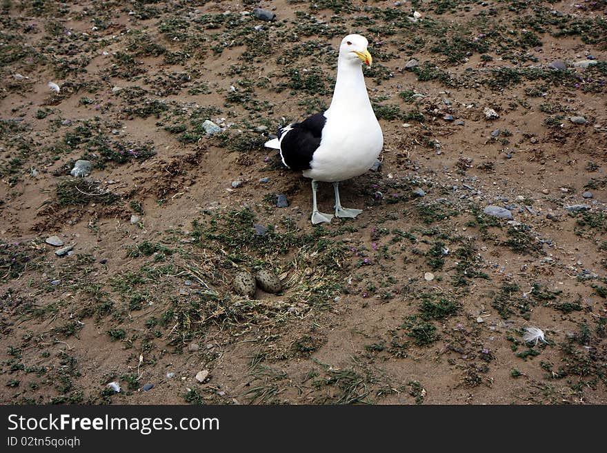 Seagull With Eggs