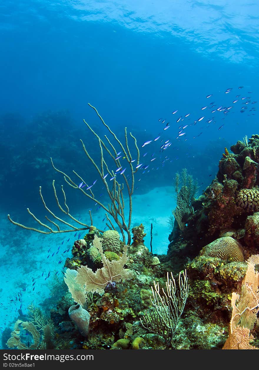 Underwater Coral Reef