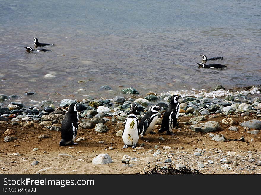 Magellan penguins in pairs and families on an island in Chile. Magellan penguins in pairs and families on an island in Chile