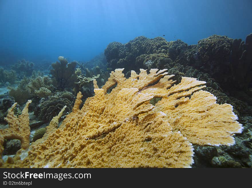 Elkhorn coral in pristine condition underwater off Rotan Honduras