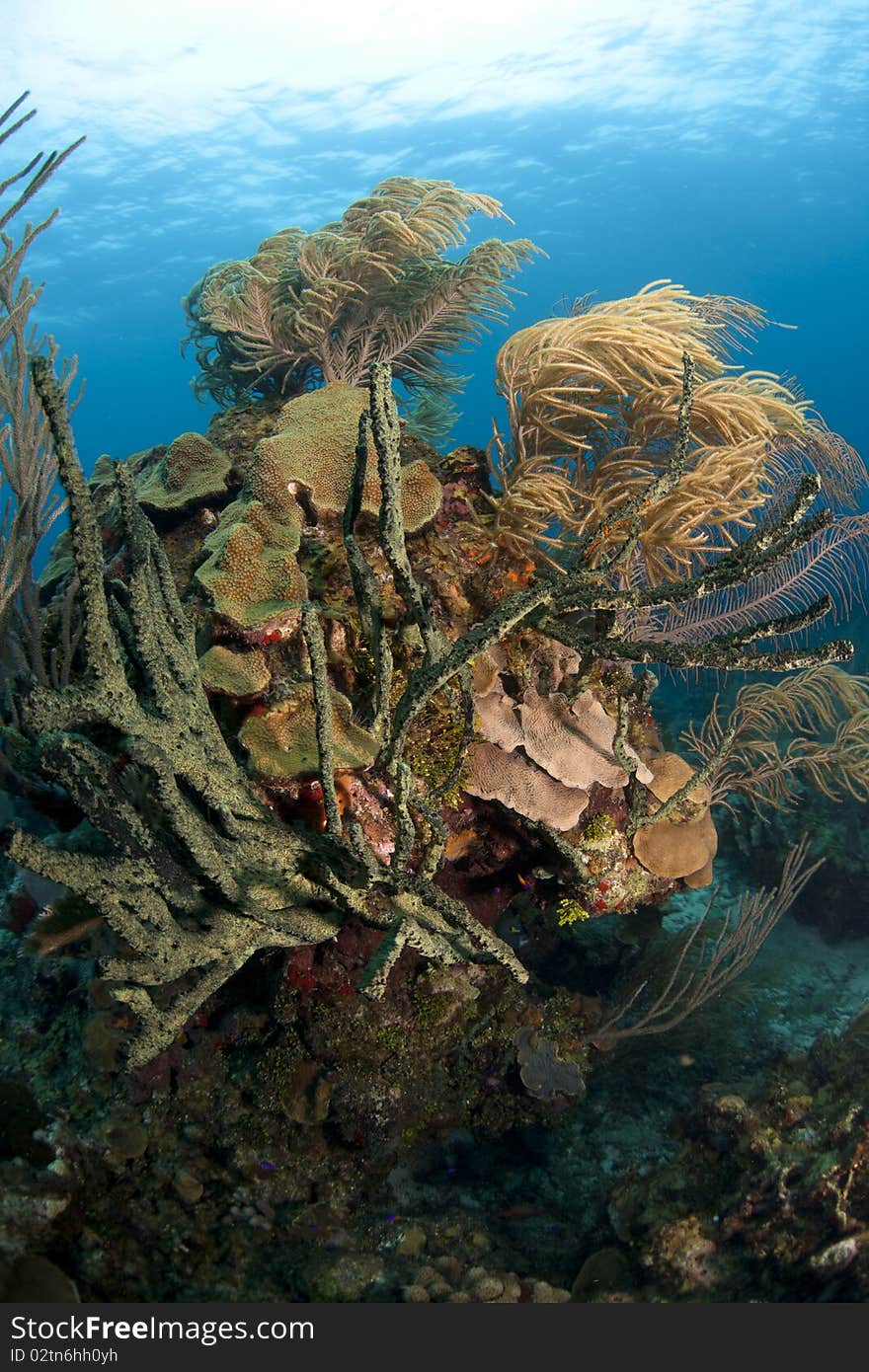 Underwater Coral gardens off the coast of Roatan Honduras. Underwater Coral gardens off the coast of Roatan Honduras