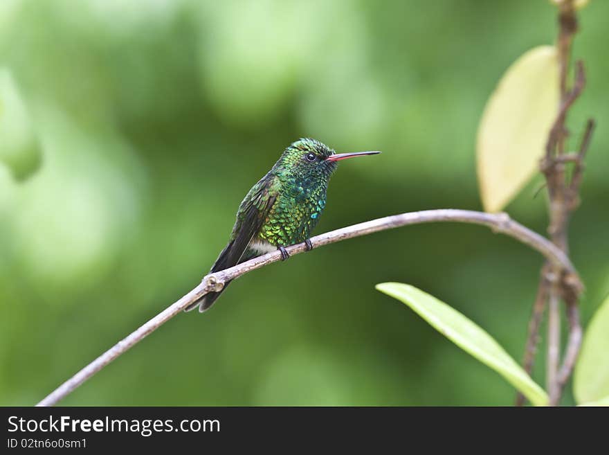 Canivet's Emerald (Chlorostilbon canivetii), male hummingbird resting between feedings in Roatan Honduras