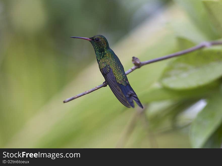 Green-breasted Mango (Anthracothorax prevostii) in Roatan Honduras