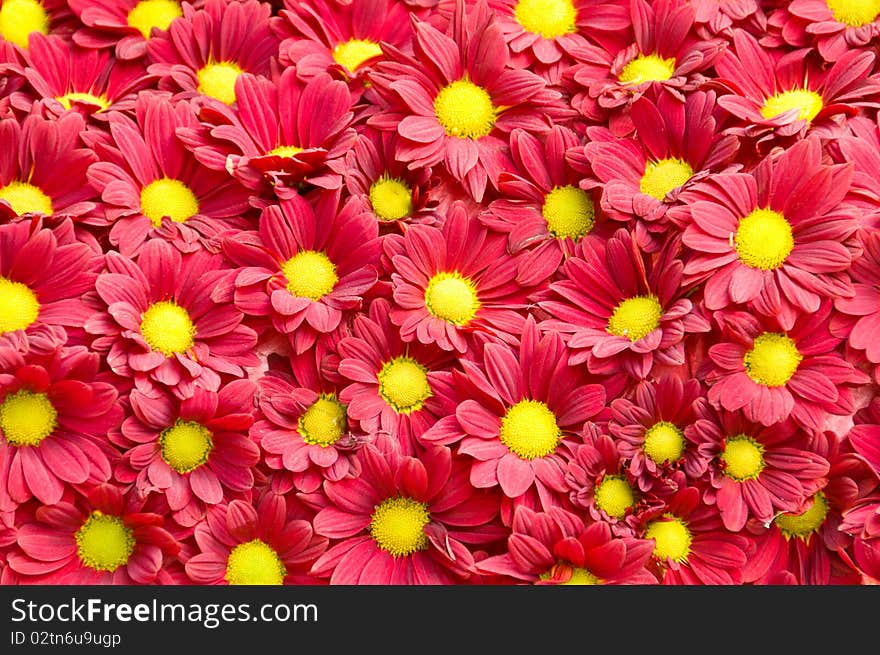 Pattern of colured fresh flowers ordered evenly. Pattern of colured fresh flowers ordered evenly