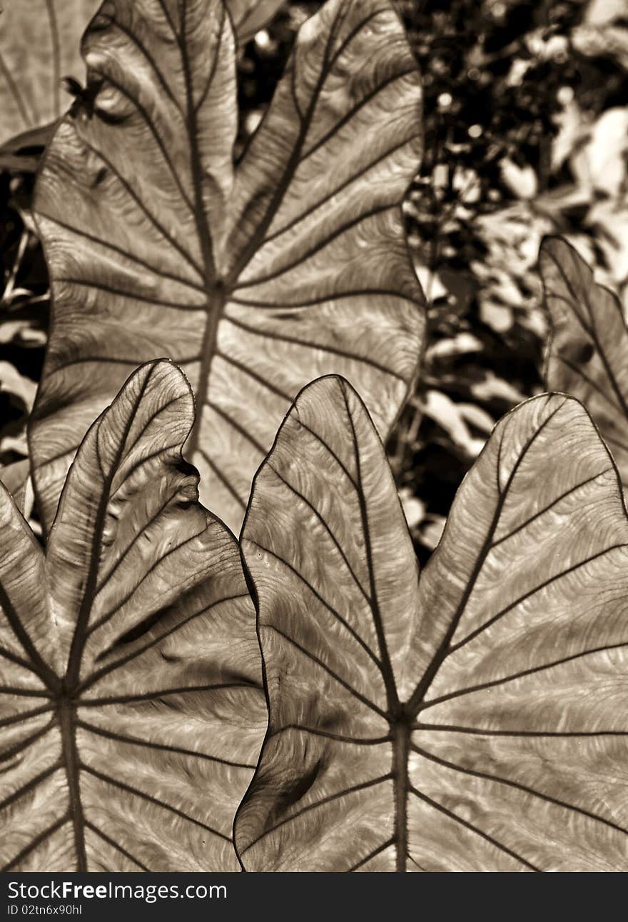 Elephant s ear (colocasia esulenta)