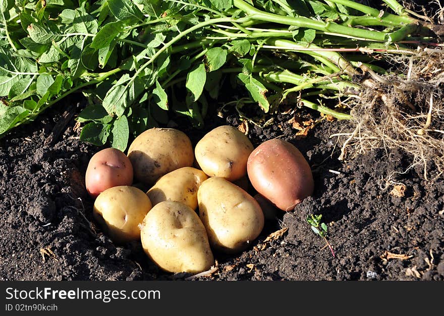 Freshly potatoes lying on the damp ground