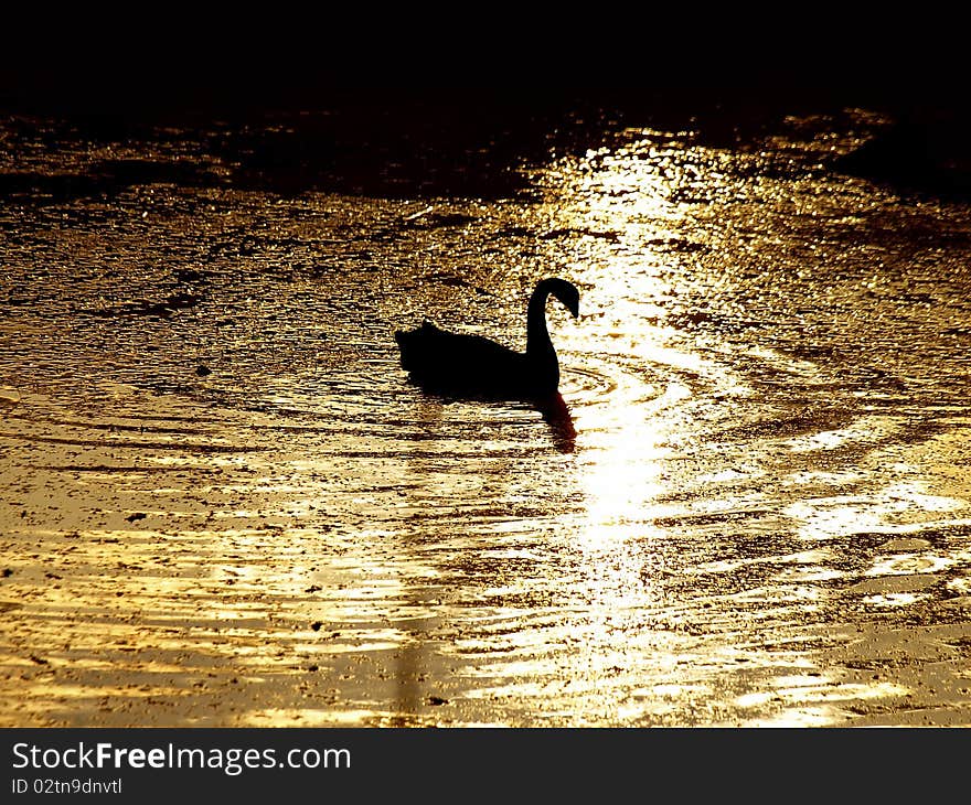 Black silhouette of swan on golden water. Black silhouette of swan on golden water.