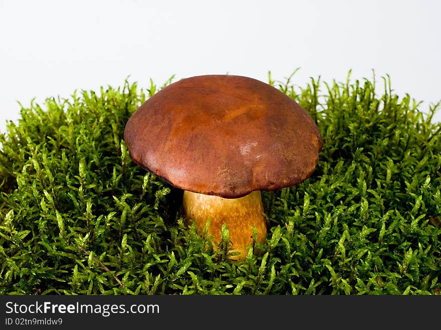 Young mushroom growing on green moss on the white background. Young mushroom growing on green moss on the white background