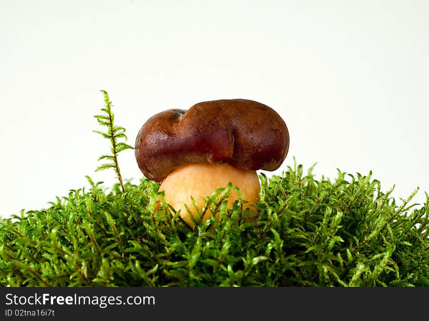 Young mushroom growing on green moss on the white background. Young mushroom growing on green moss on the white background