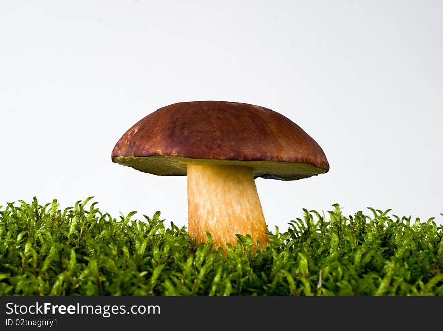 Young mushroom growing on green moss on the white background. Young mushroom growing on green moss on the white background