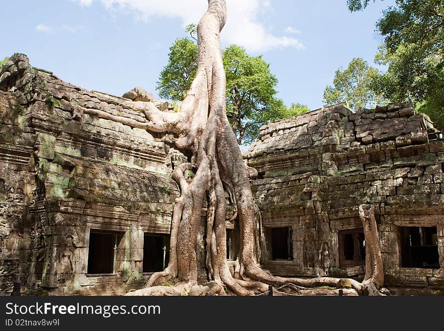 Ta Prohm in Angkor