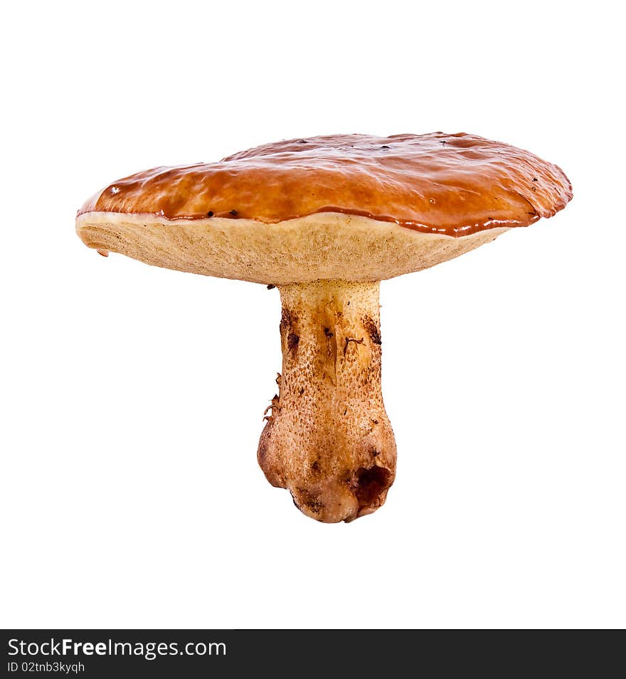 Suillus