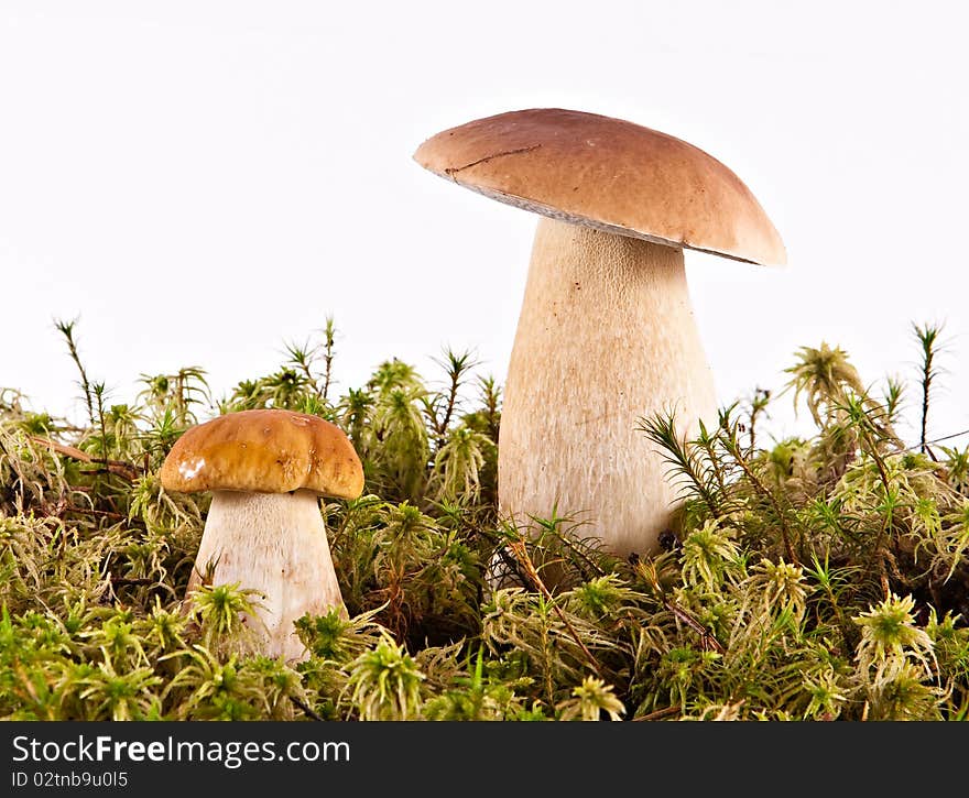 Mushrooms And Moss