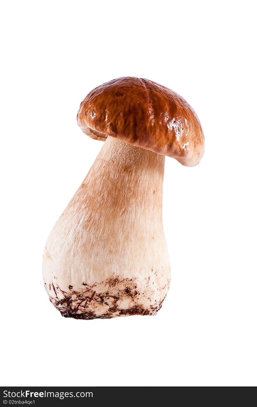 Boletus edulis