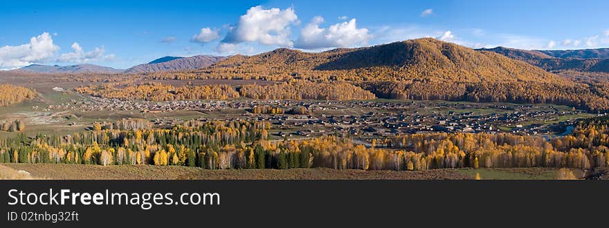 A panoramic view of autumnal birches forest. A panoramic view of autumnal birches forest.