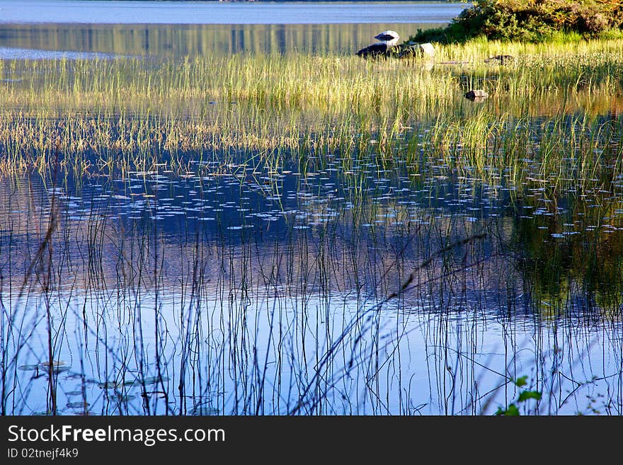 Reflections in a lake with water lillies and foliage. Reflections in a lake with water lillies and foliage