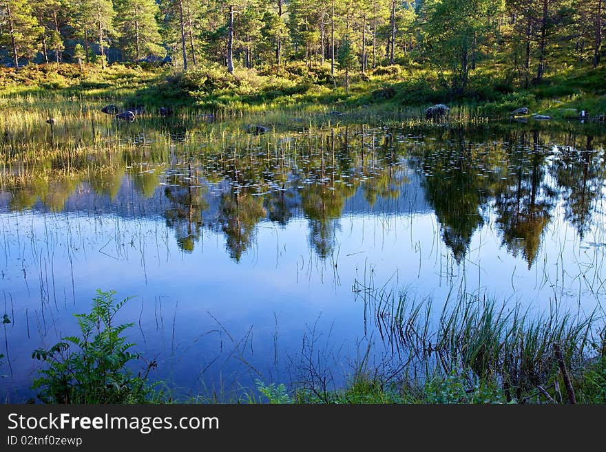 Reflections and waterlillies