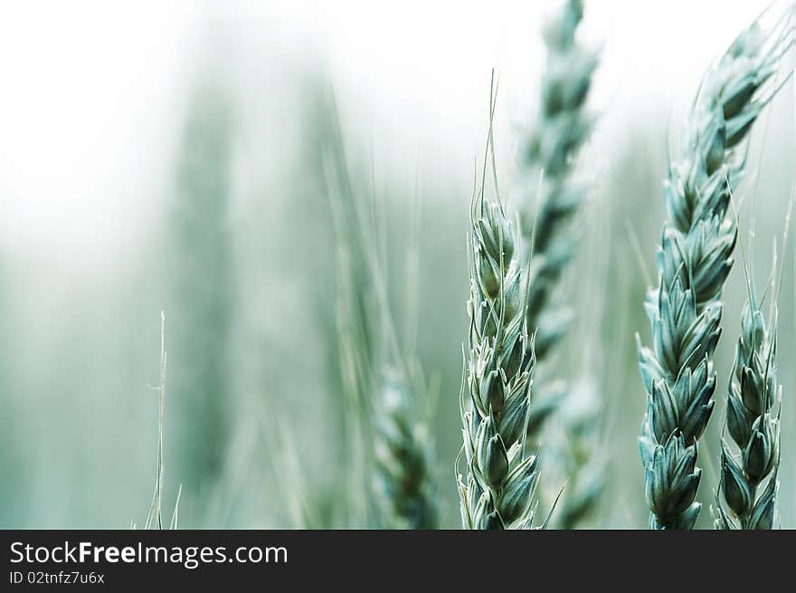Eco images,the immature wheat represents some memory,nostalgia feelings. Eco images,the immature wheat represents some memory,nostalgia feelings
