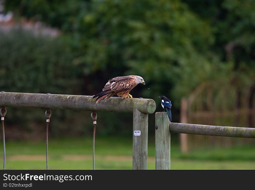 Red kite eating