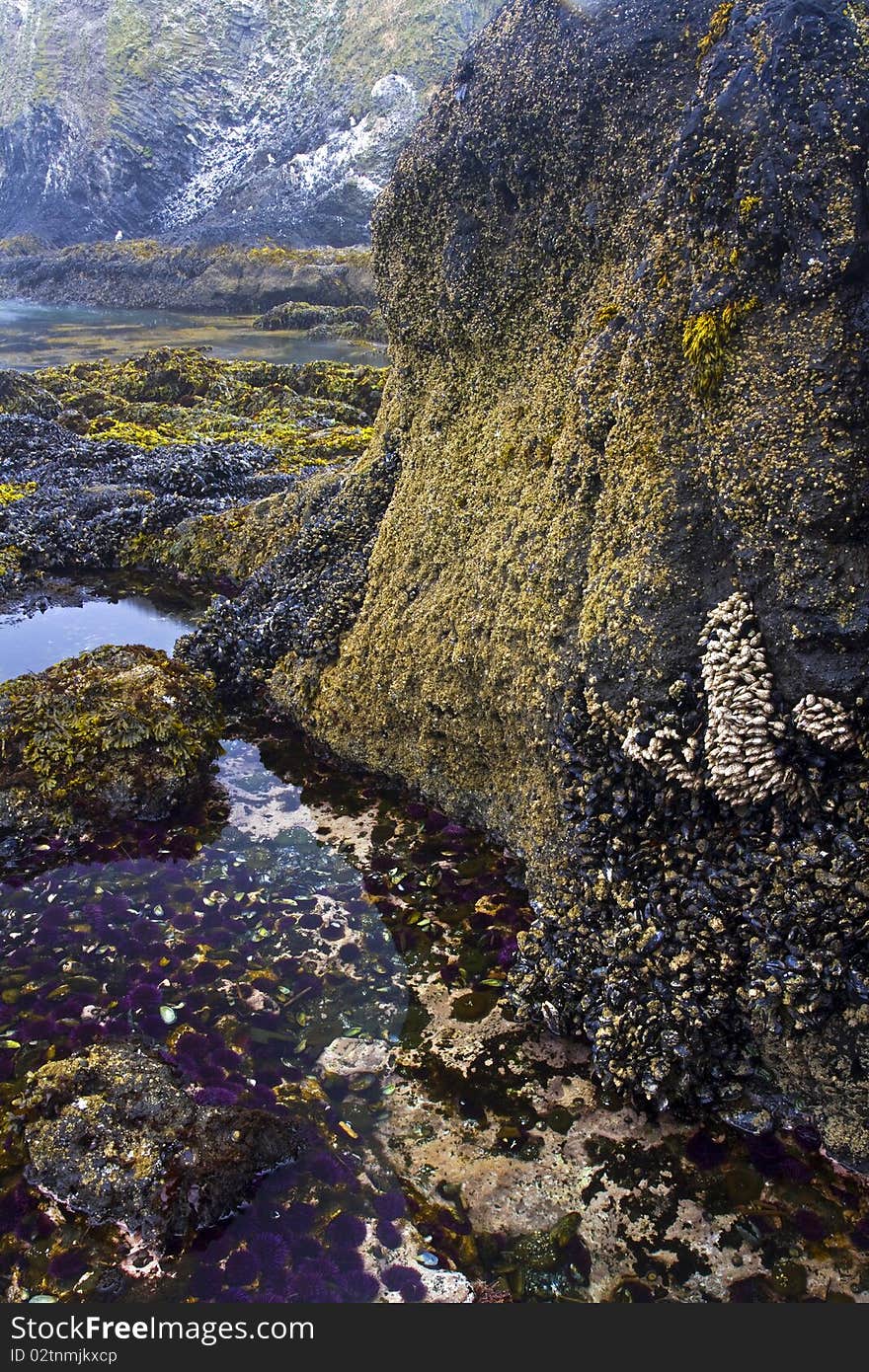 Tide Pool at Yaquina Head State Park