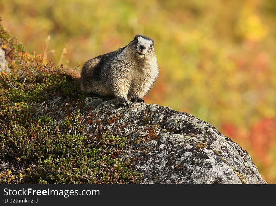 Hoary Marmot Sitting On Rock In Hatcher Pass, AK