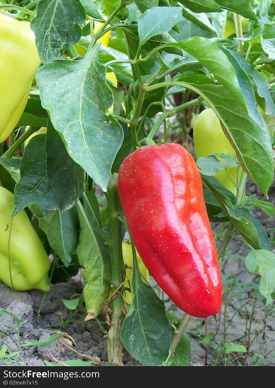 Cayenne