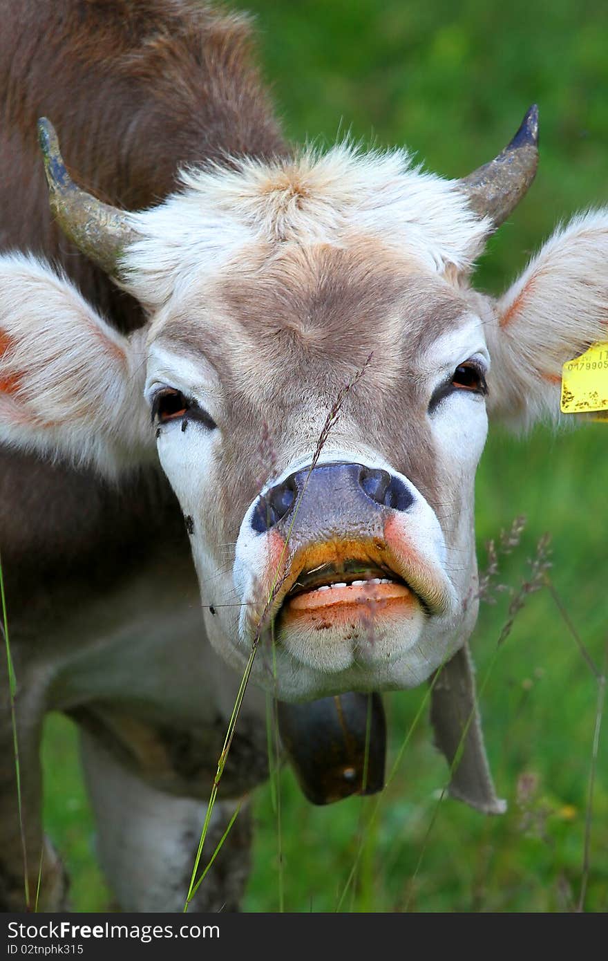 Milk cow in an Italian bent grass